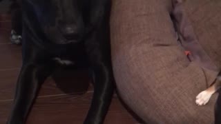 Puppy plays with large black dog on brown bed