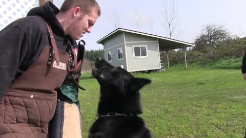 Kraftwerk K9 German Shepherd Protection Dog Guard