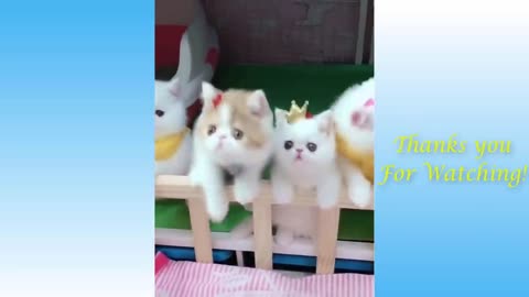 Top Funny Cat Videos ,Very Cute - TRY NOT TO LAUGH