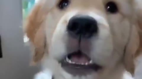 Funniest & Cutest Golden Retriever Puppies #39- Funny Puppy Videos 2022