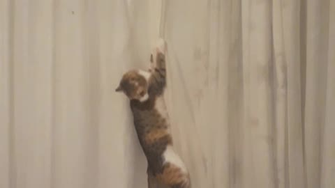 Cat climbing curtains...Going on a fly hunt.