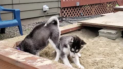 Huskies love to dig!