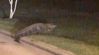 Alligator Walks Through Texas Neighborhood