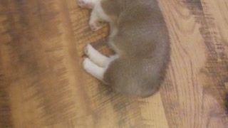 Buck N. Corgi Sleeping