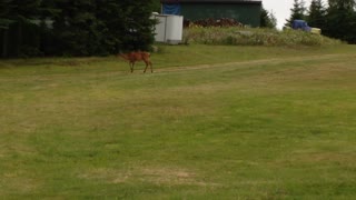 White Tail Doe Deer