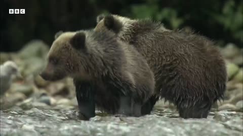 Grizzly Bear Hunts Selmon | Spying the Wildlife | Mystery of Wildlife