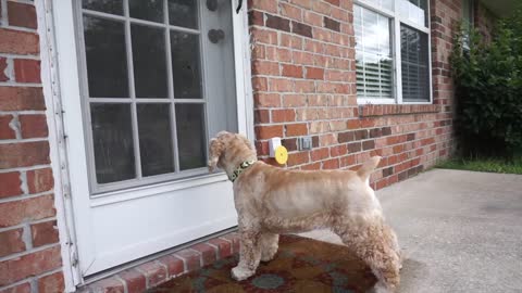 Dog doorbell cocker spaniels rings doorbell