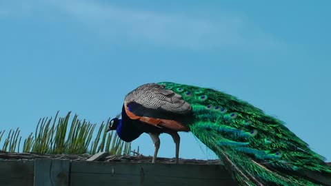 Peacock standing with the sky in the background