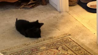 Kittens Shadow and Onyx play on their first day in their new home