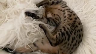 Cute kitten enjoys playtime