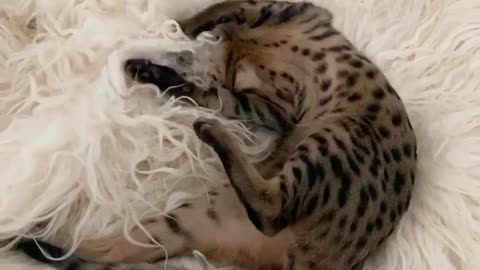 Cute kitten enjoys playtime