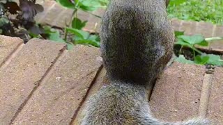 Mika The Squirrel is showing her beautiful bushy tail 🐿️.