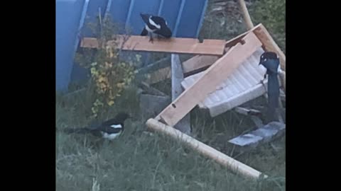 Magpies at The Land ( Recording) 8-31-22