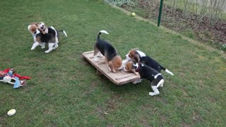 Cute beagle dogs