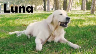 Top Most Popular Dog & Puppy Names in 2019 For Boys & Girls