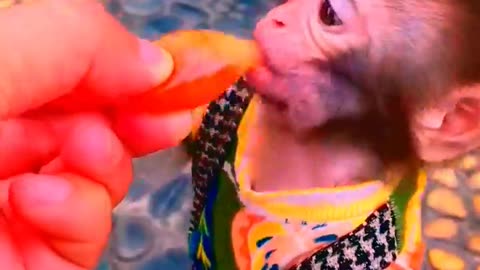 Adorable Monkeys, funny animals, smartest animals, cute monkey, baby monkey, lovely monkey #24