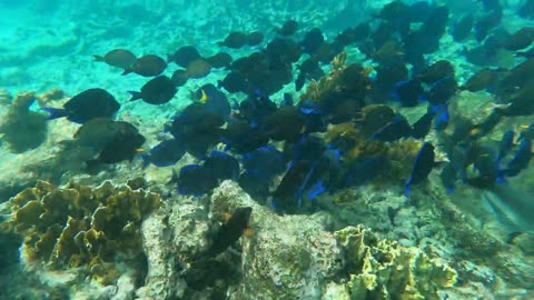 Diving in Bonaire Caribbean