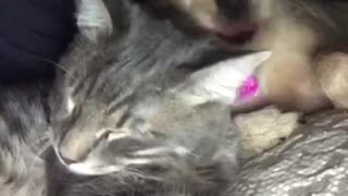 Puppy cuddling with cat and licking it