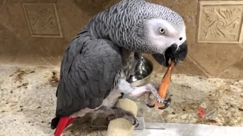 african gray parrot eating shrimp