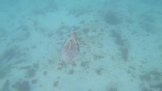 Sea turtles in Puerto Rican 🇵🇷