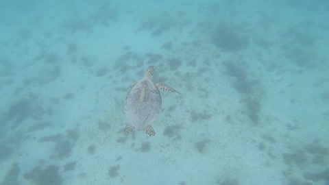 Sea turtles in Puerto Rican 🇵🇷