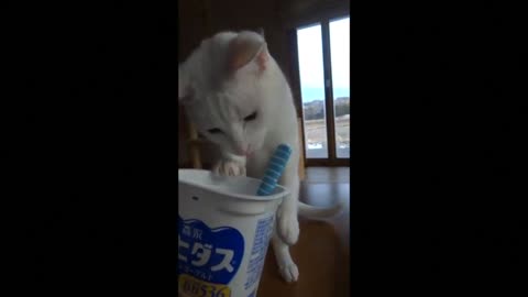 Clever cat uses spoon to eat yogurt