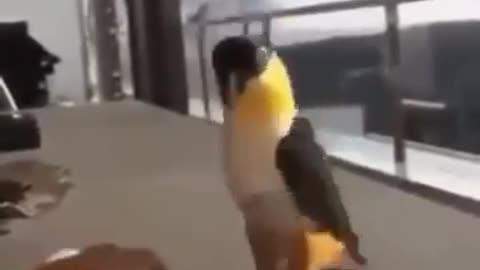 parrot dancing lezginka