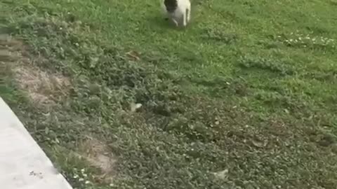 Pug running grass face plant
