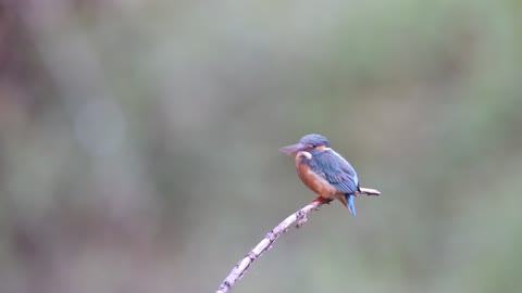 beautiful bird from the forest