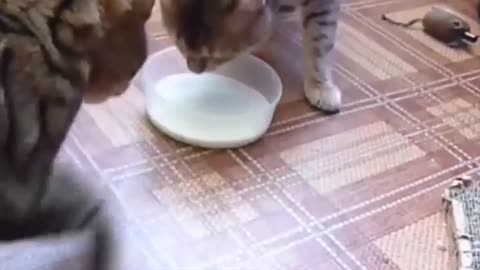 Funniest Cat Videos really funny