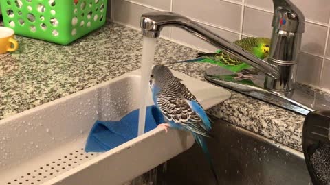Budgies taking a bath in the kitchen sink