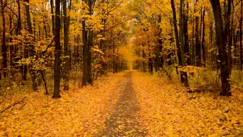 Enchanting Autumn Forests with Beautiful Piano Music 4K Autumn Ambience & Fall Foliage-(480p)