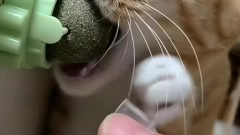 Catnip ball Toy For Cats