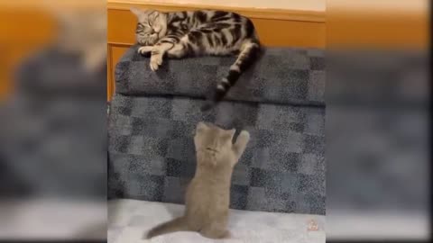 cats having a lot of fun