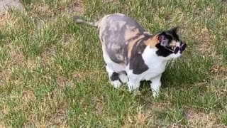 Cat wearing sunglasses poses for the camera