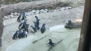 Penguins at the zoo