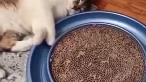 Funy cats days of the week (Cute Video)