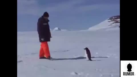 Cute and Funny Penguins compilations