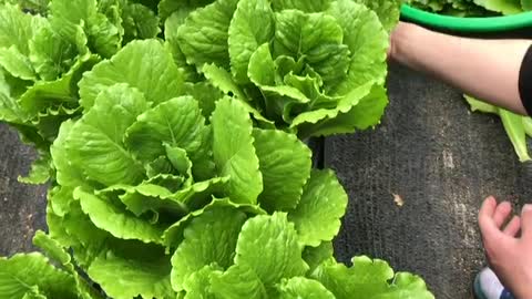 Harvesting romaine lettuce