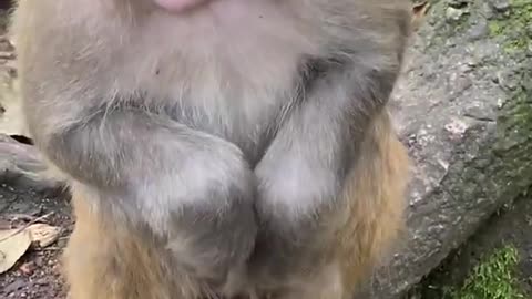 Real Monkey _ Animals Videos life activities and Fun man at the end clip _SVS Animals World