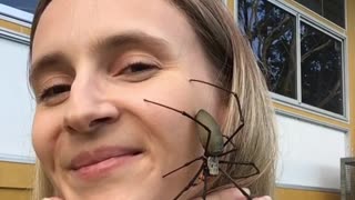 Face to Face with a Friendly Spider