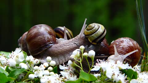 Winniczki Snails