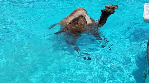 Camels Take a Dip in Swimming Pool