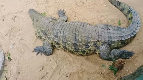 Watch African Nile Crocodile 🐊 live_Cut.mp4