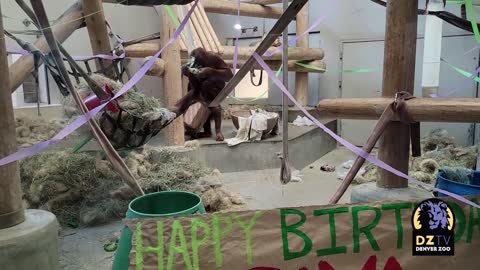 Jaya the Sumatran Orangutan Celebrates His Birthday