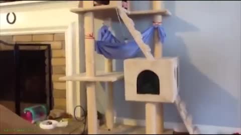 #FunnyCatVideos #LifeFunnyPets #51 Funniest Cat # - Best Funny Animal Videos 2022