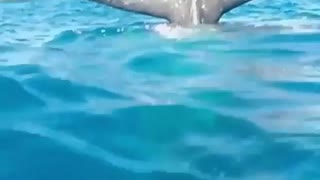 Big dolphin tail outside water for tourists fun