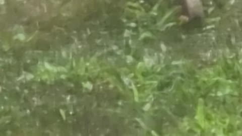 Baby sparrows at feeding time with mom