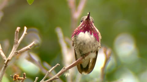 Calliope Humming Bird