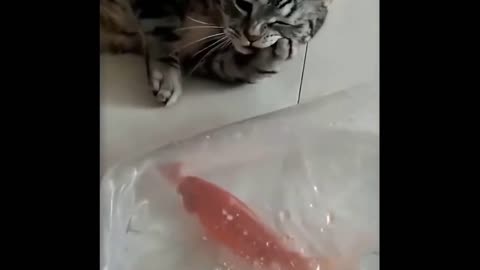 CAT can only imagine eating fish